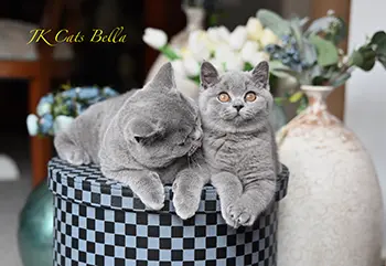 litterb (16) copy